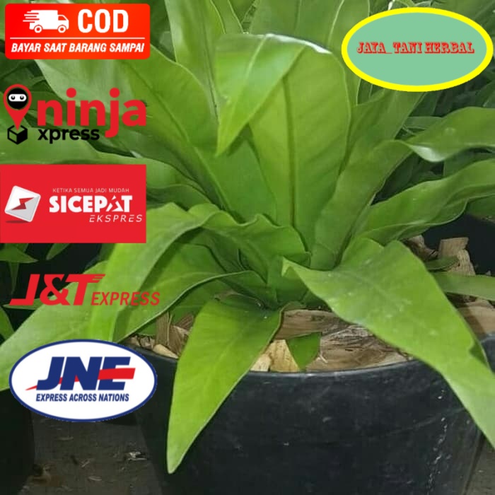 Jual Kadaka mini tanaman hias | Shopee Indonesia
