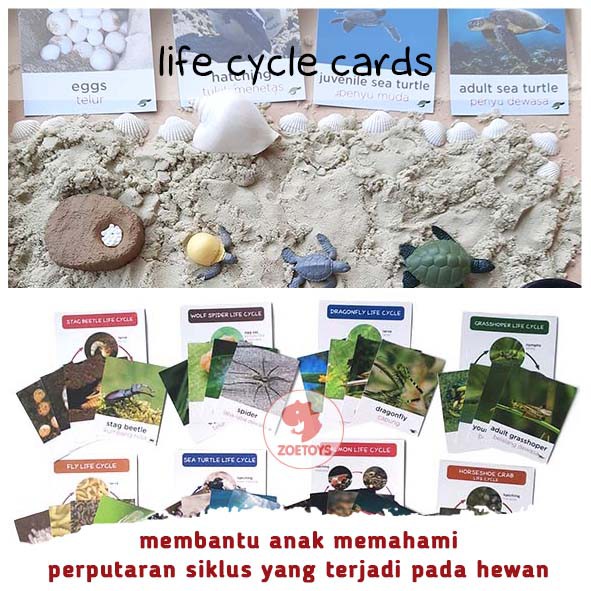 Jual Zuccaqu Life Cycle Cards Flashcards Kartu Siklus Hidup Hewan Of