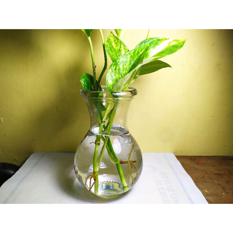 Jual Botol Ikan Cupang 500 ML / botol DMJ-17 | Shopee Indonesia