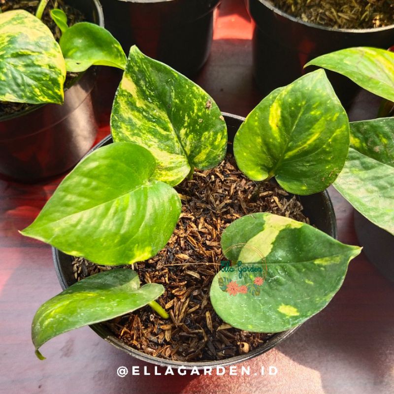 Jual Golden Photos Sirih Gading Devils Ivy Epipremnum Aureum