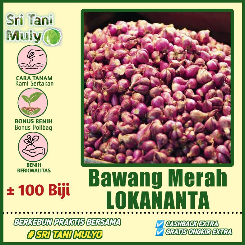 Jual 100 Biji - Benih Bawang Merah LOKANANTA F1 Cap Panah Merah / Benih ...