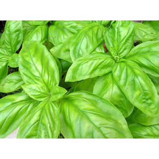 Jual Biji Benih Bibit Tanaman Sayuran Italian Large Leaf Basil Unggul ...