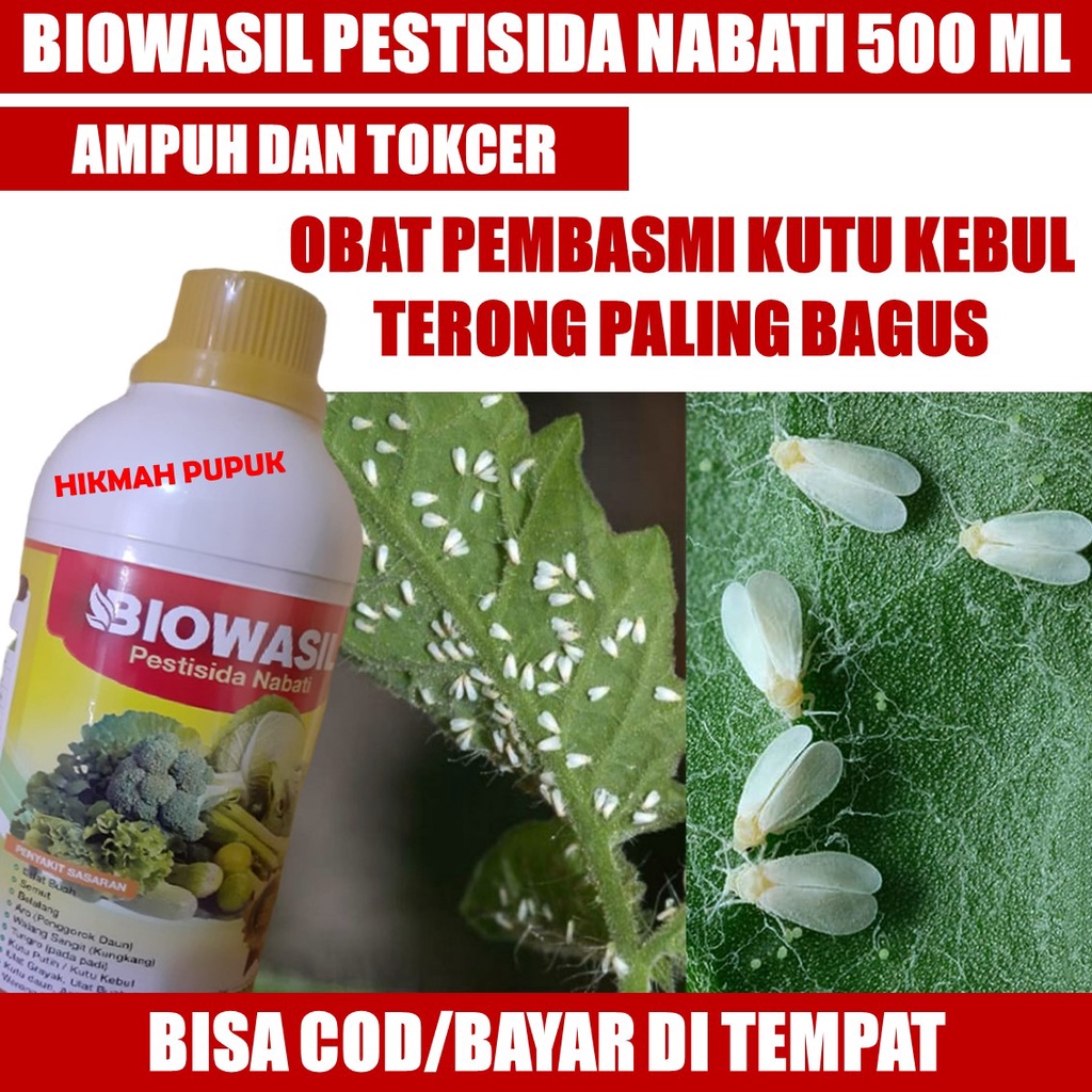 Jual Termurah Biowasil Insektisida Untuk Hama Kutu Kebul Cabai Paling