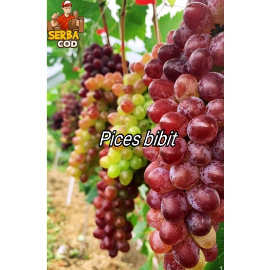 bibit anggur jupiter original asli grafting