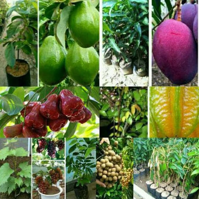 Jual PAKET 7 JENIS BIBIT TANAMAN BUAH TERBAIK | Shopee Indonesia