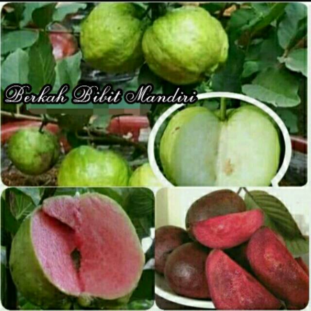 Jual Paket Batang Bibit Jambu Kristal Merah Putih Ungu Australia