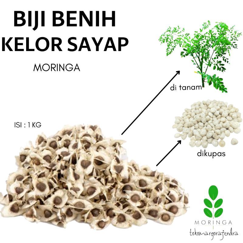 Jual Biji Kelor Kering Kg Benih Moringa Sayap Murah Shopee Indonesia