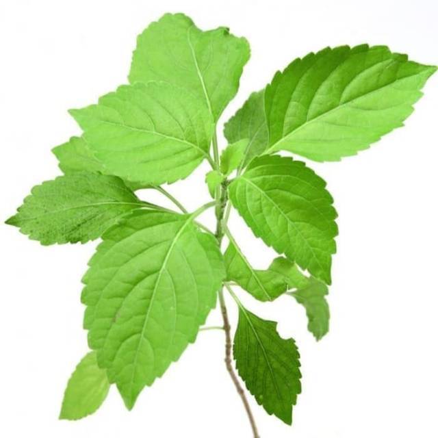 Jual Tanaman Ruku ruku - pohon lampes - holy basil | Shopee Indonesia