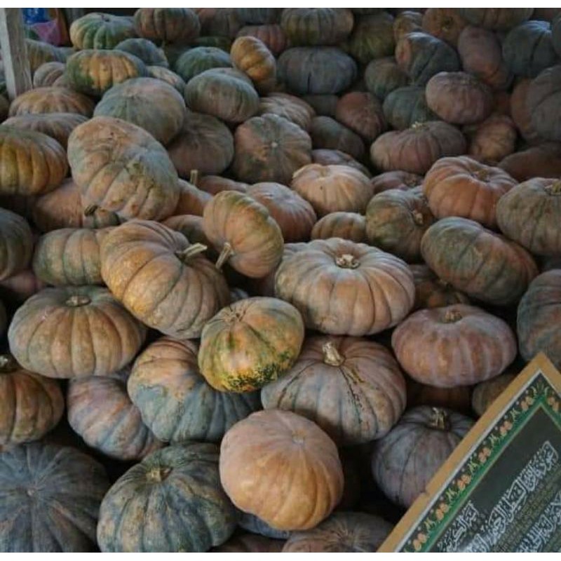 Jual LABU / WALUH / PUMKIN LOKAL | Shopee Indonesia