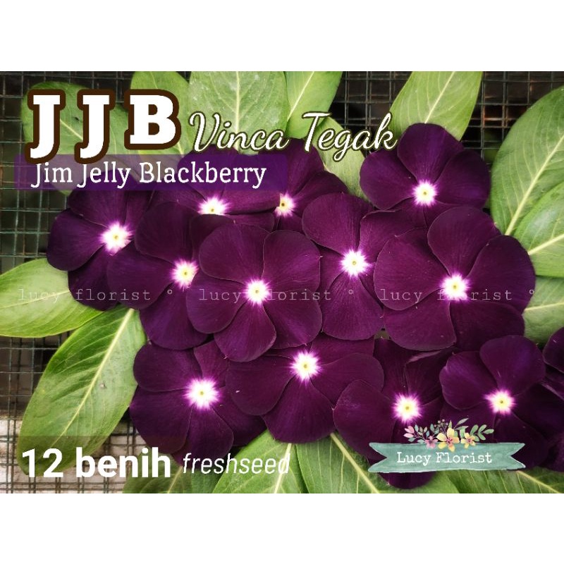 Jual vinca tegak jams jellies blackberry (biji vinca JJB) Shopee