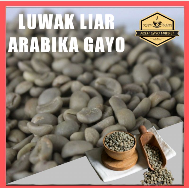 Jual KOPI LUWAK LIAR ASLI ARABIKA GAYO ACEH ORIGINAL 200gram BIJI HITAM  BUBUK HALUS MURNI 100% ARABICA COFFEE TAKENGON AMAN DI LAMBUNG TERMURAH  TERLARIS produk dari tanah RENCONG ACEH ASLI OLEH OLEH