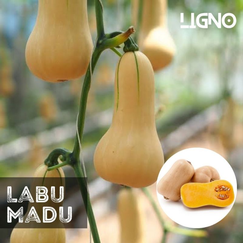 Jual Benih (isi-3) LABU MADU Waltham Butternut - Biji Bibit | Shopee ...