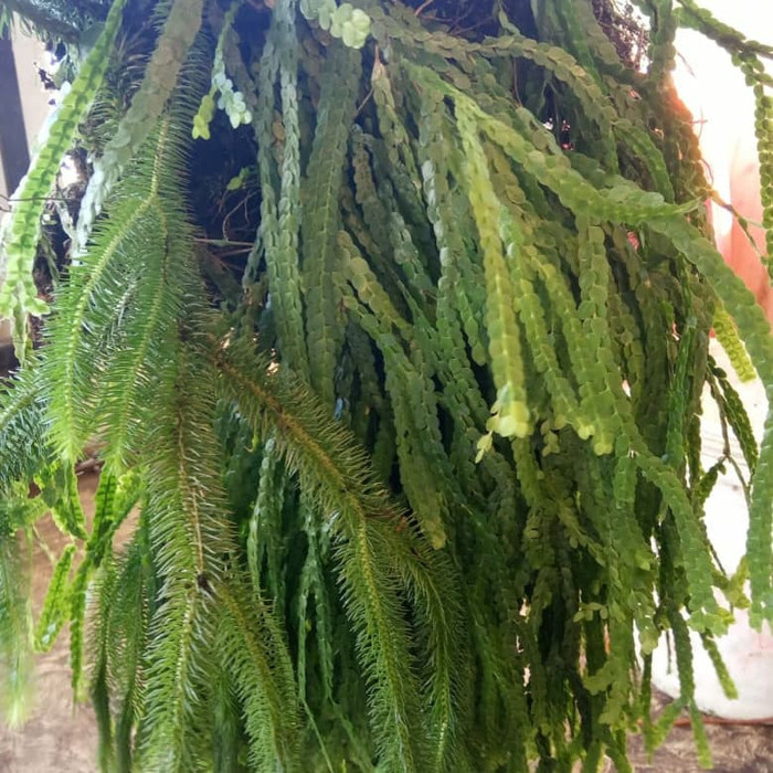Jual Tanaman Hias RUMPAI LYCOPODIUM JUMBO | Shopee Indonesia