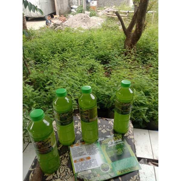 Jual Minuman Herbal Daun Saga Shopee Indonesia