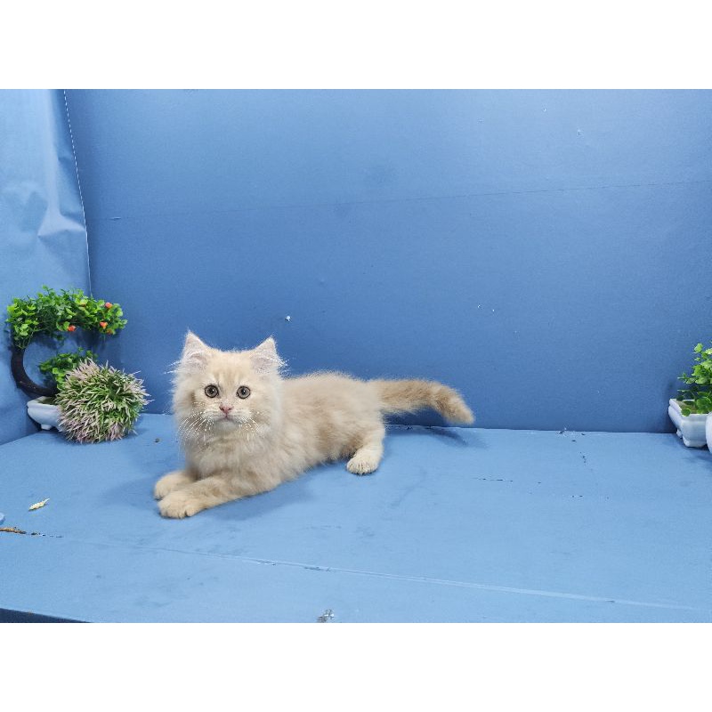 Jual kucing persia jantan cream super lucu | Shopee Indonesia
