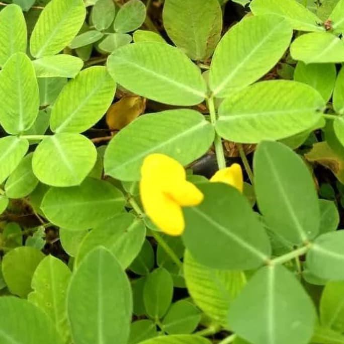 Jual tanaman kacang kacangan landep tanaman rambat landep | Shopee ...
