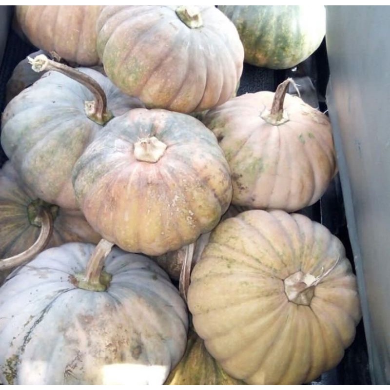 Jual BUAH LABU PARANG / LABU KUNING 1 BUAH UTUH FRESH | Shopee Indonesia