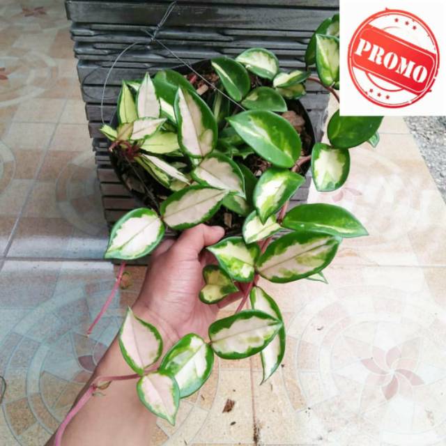 Jual Tanaman hias hoya tri color -tanaman hidup -bunga -tanaman gantung ...
