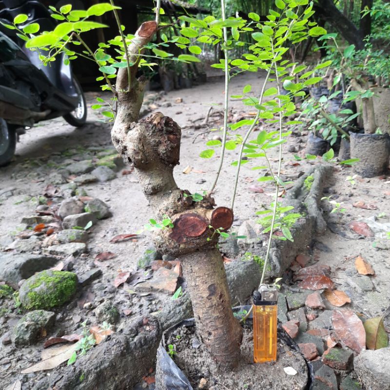 Jual Bahan bonsai Ileng ileng unik bendol