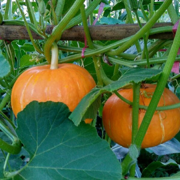Jual Bibit Benih Biji Sayur Labu Mini Pumpkin Wee Be Little - Biji ...