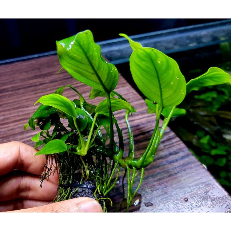 Jual Full Air Anubias Nana Wabikusa Tanaman Aquascape Shopee Indonesia