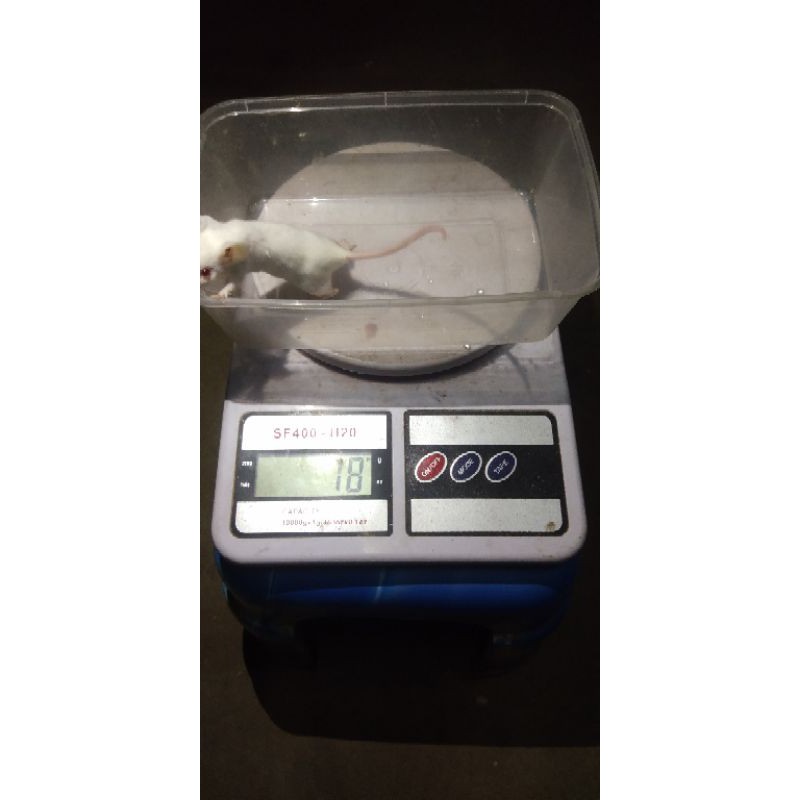 Jual Mencit Medium (Male) | Shopee Indonesia