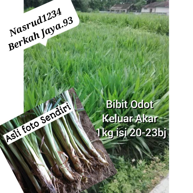 Jual Bibit Rumput Odot Keluar Akar Cepat Hidup 1kg | Shopee Indonesia