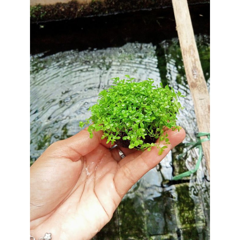 Jual Media Wabi Kusa Monte Tanaman Aquascape Shopee Indonesia