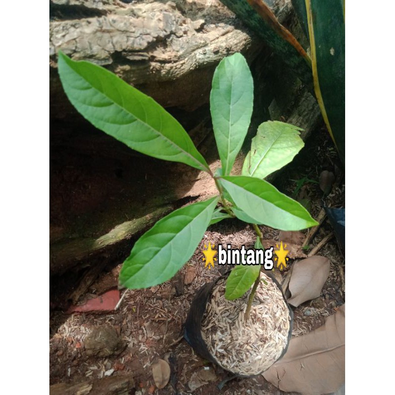 Jual Bibit Tanaman Herbal Daun Senggugu Srigunggu Shopee Indonesia