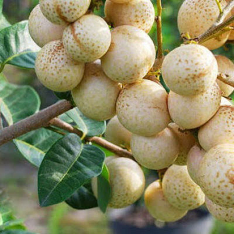 Jual Bibit klengkeng Kristal_bibit buah_bibit tanaman_bibit unggul ...
