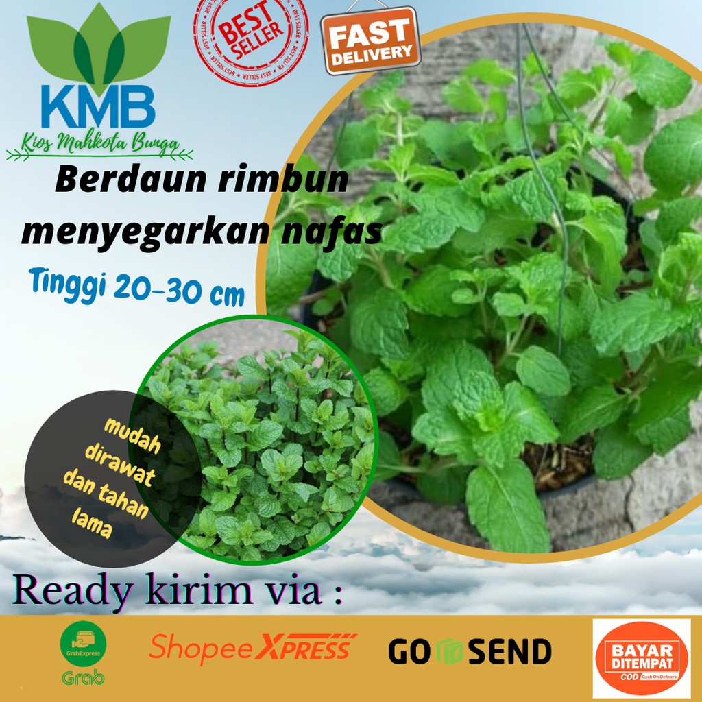 Jual Bibit Daun Mint Daun Mint Tanaman Untuk Minuman Daun Mint Segar