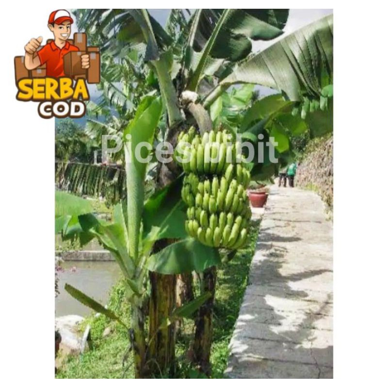 bibit asli pisang morosebo berbuah pendek