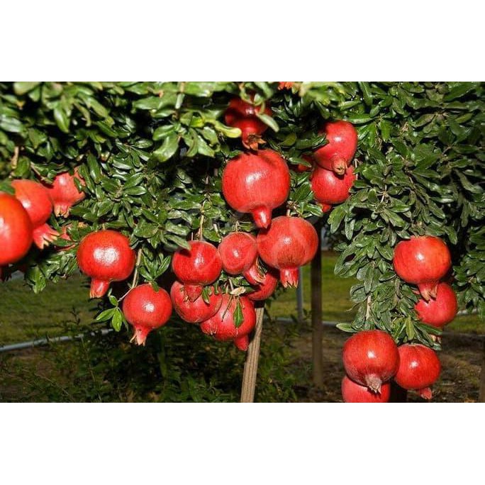 Jual Terbaik Banget Bibit Tanaman Buah Delima Merah Dwarf Pomegranate Termurah Shopee Indonesia