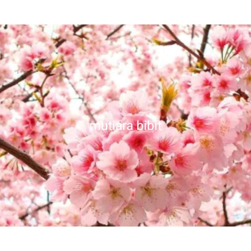 bibit bunga sakura asal cangkok bisa cod