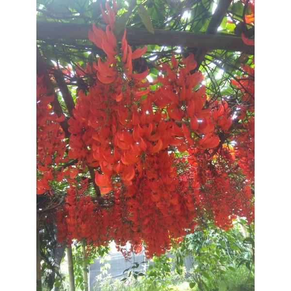 Jual tanaman flame of irian murah | Shopee Indonesia