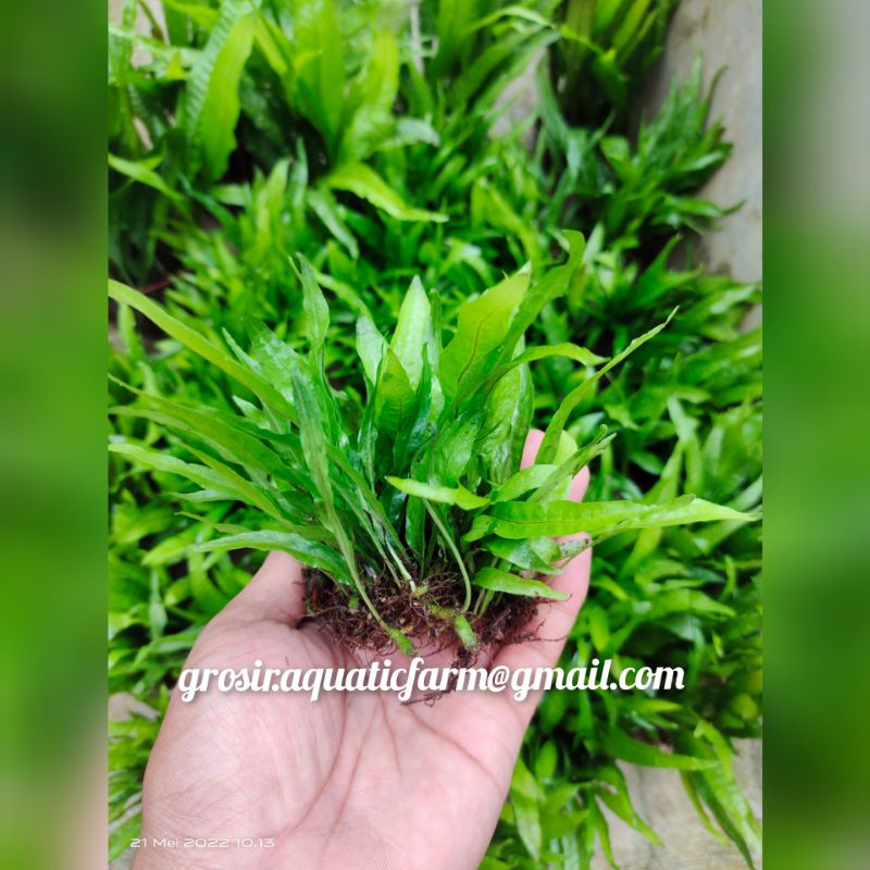 Jual kadaka mini tanaman aquascape hiasan aquarium | Shopee Indonesia