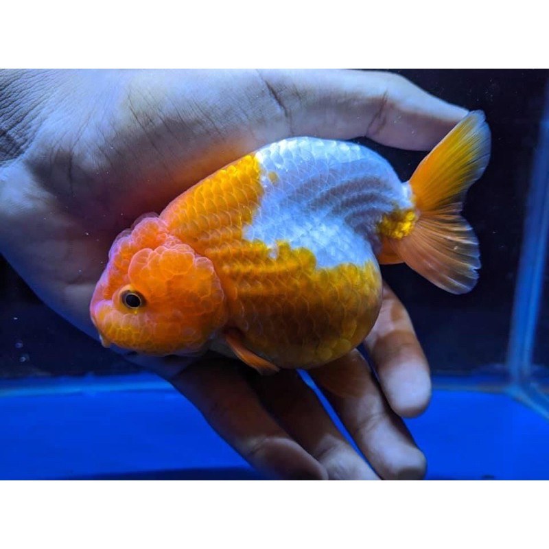 Jual Ranchu Buffalo RW (Dikirim sesuai gambar) | Shopee Indonesia