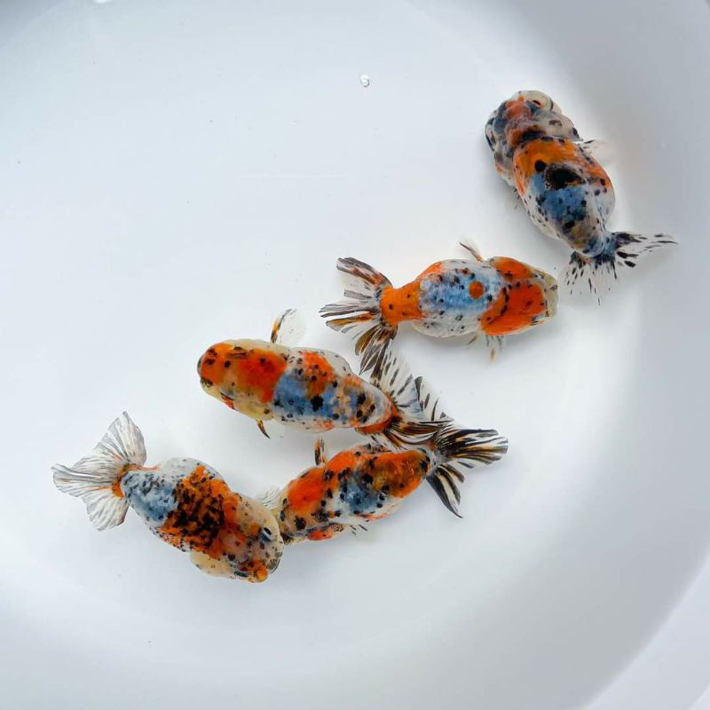 Jual rancu calico / ikan mas koki rancu / ikan hias | Shopee Indonesia