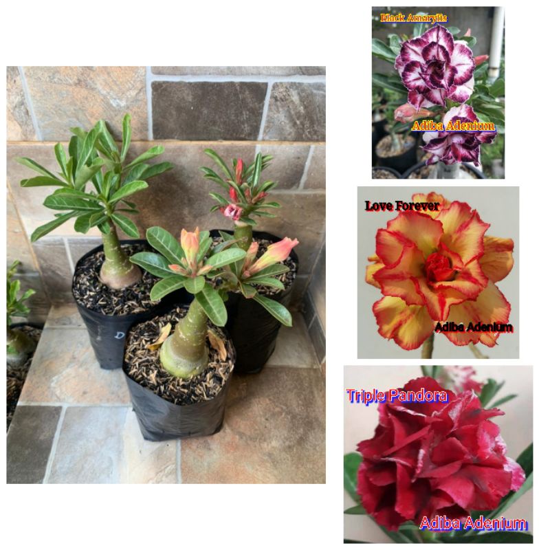 Jual Adenium Grafting Size B 