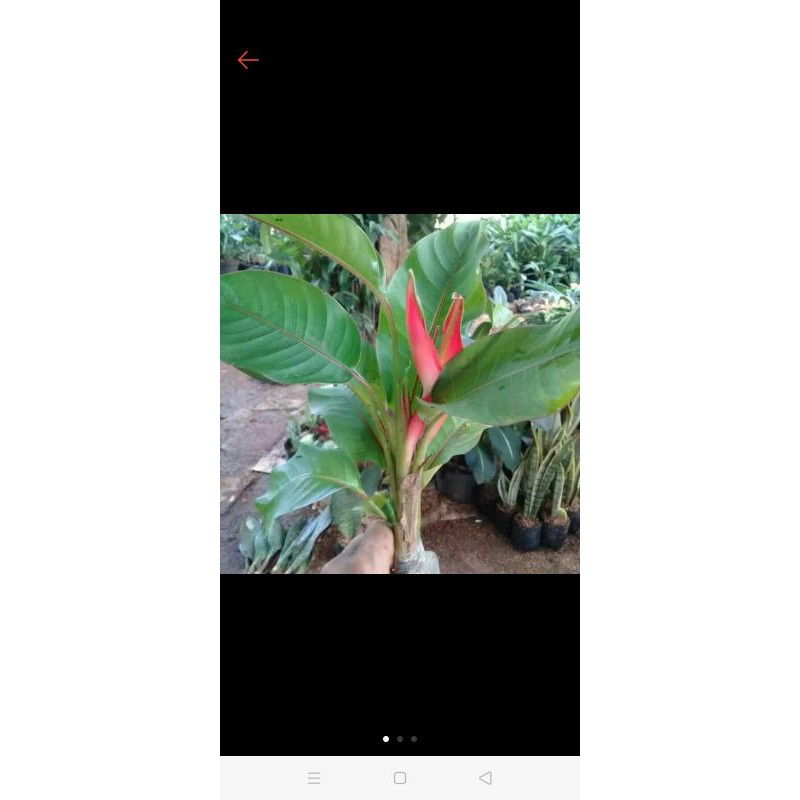 Jual Tanaman Hias Pisang Mini Pohon Pisang Bali Shopee Indonesia