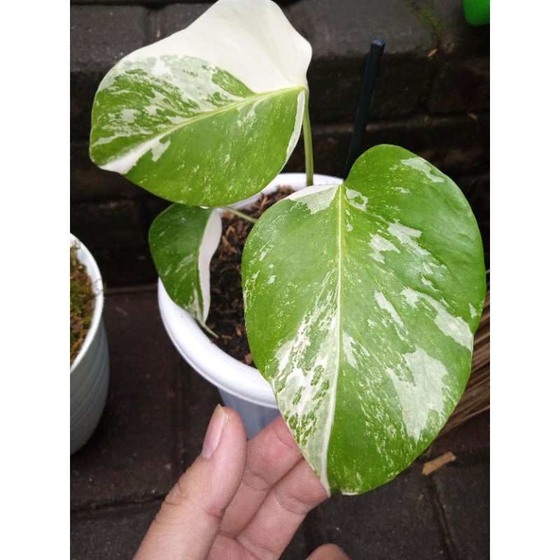 Jual Monvar | Shopee Indonesia