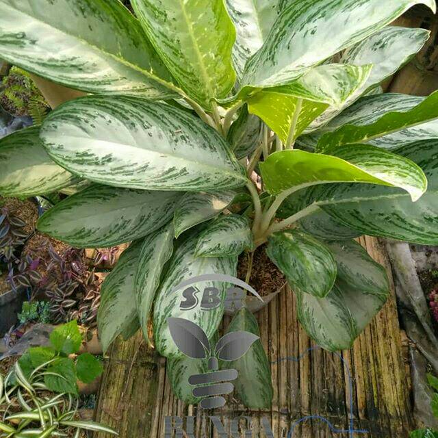 golden devil's ivy pothos epipremnum Golden Pothos (Devil's Ivy) Epipremnum Aureum