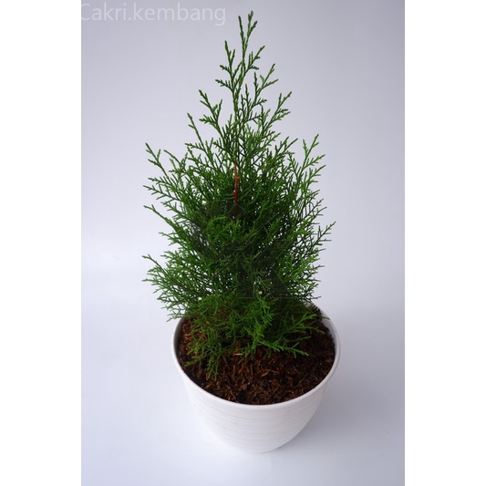 Jual Cemara rentes (Casuarina sp) bibit - Tanaman Hias Cemara Rentes ...
