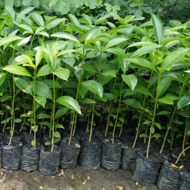 Jual Bibit Tanaman Pohon Pule Murah Berkualitas | Quality Cheap Pule ...