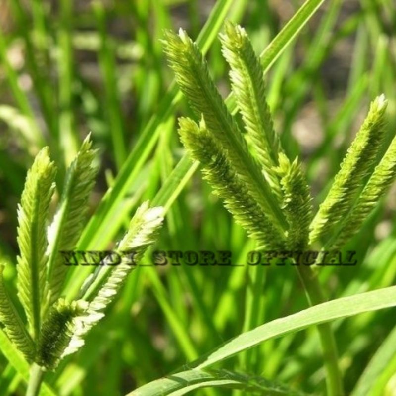 Jual Rumput Belulang / Rumput Jampang / Paragis Tanaman Herbal / Obat ...