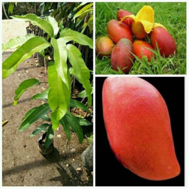Jual tanaman bibit buah mangga grafita merah hasil okulasi | Shopee ...