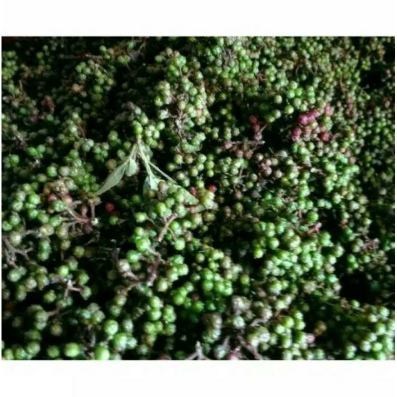 Jual Andaliman Hijau Bumbu Khas Medan Segar Fresh Merica Khas Medan