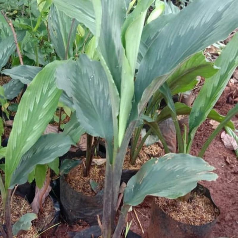 Jual Kunci Pepet / Kaempferia Rotunda L 250 gram | Shopee Indonesia