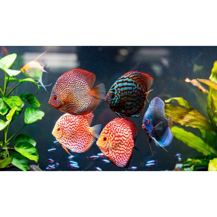 Jual Paket discus 2 In 5/10/20 Pcs | Shopee Indonesia