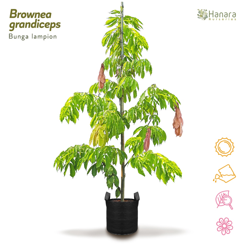Jual Brownea grandiceps - Bunga lampion - pohon instan/instant tree ...